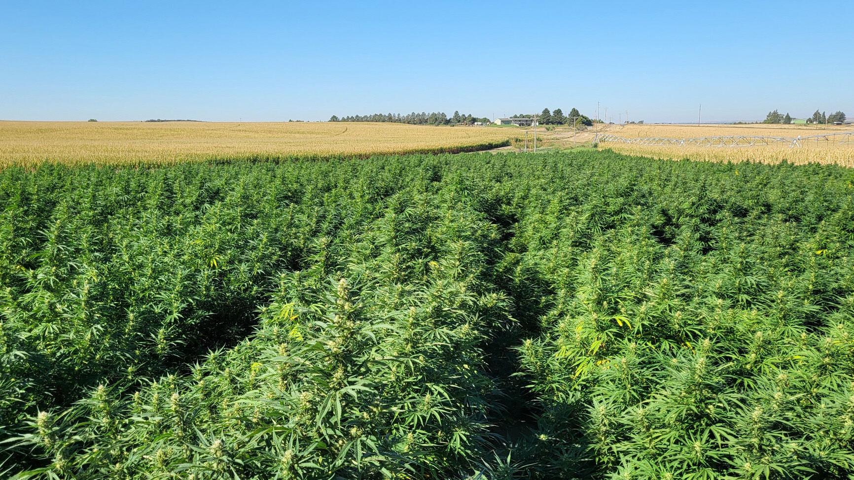 How emergency regulations have put Nebraska's medical cannabis industry 'in limbo'